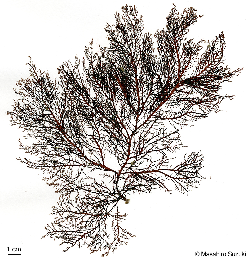 タゴノリ Wrangelia tagoi